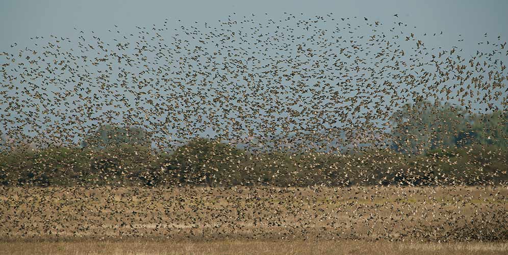 Red-billed Quelea flock in flight